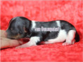 /album/biewer-yorkshire-terrier-madchen-mini-frei/folie1-jpg2/