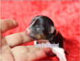 /album/biewer-yorkshire-terrier-madchen-mini-frei/folie2-jpg2/