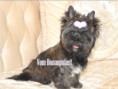 /album/brindle-yorkshire-terrier-madchen-geboren-am-21-02-2025/folie1-jpg8/