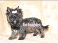 /album/brindle-yorkshire-terrier-madchen-geboren-am-21-02-2025/folie2-jpg5/