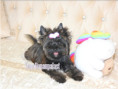 /album/brindle-yorkshire-terrier-madchen-geboren-am-21-02-2025/folie3-jpg11/