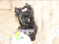 /album/brindle-yorkshire-terrier-madchen-geboren-am-21-02-2025/folie4-jpg2/
