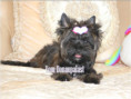 /album/brindle-yorkshire-terrier-madchen-geboren-am-21-02-2025/folie5-jpg5/