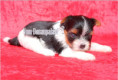 /album/biewer-yorkshire-terrier-madchen-mini-frei/folie1-jpg2/