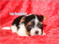 /album/biewer-yorkshire-terrier-madchen-mini-frei/folie2-jpg1/