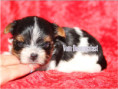 /album/biewer-yorkshire-terrier-madchen-mini-frei/folie3-jpg3/