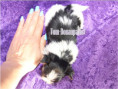 /album/micro-mini-rude-frei/folie7-jpg/