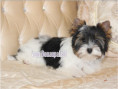 /album/ocean-pearl-mini-yorkshire-terrier-madchen-frei/folie3-jpg3/