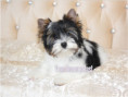 /album/ocean-pearl-mini-yorkshire-terrier-madchen-frei/folie4-jpg/