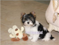 /album/ocean-pearl-mini-yorkshire-terrier-madchen-frei/folie6-jpg/