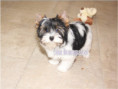 /album/ocean-pearl-mini-yorkshire-terrier-madchen-frei/folie11-jpg/