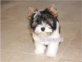 /album/ocean-pearl-mini-yorkshire-terrier-madchen-frei/folie13-jpg/