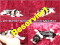 /album/biewer-yorkshire-terrier-madchen-frei/reserviert-jpg/