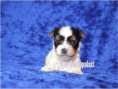 /album/biewer-yorkshire-terrier-madchen-frei/folie5-jpg/
