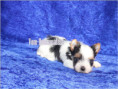/album/geboren-am-23-02-biewer-yorkshire-terrier-welpen/folie1-jpg4/