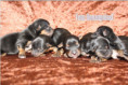/album/yorkshire-terrier-welpen/folie1-jpg4/
