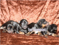 /album/yorkshire-terrier-welpen/folie2-jpg2/