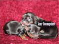 /album/yorkshire-terrier-welpen/folie3-jpg8/
