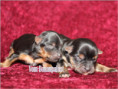 /album/yorkshire-terrier-welpen/folie4-jpg2/