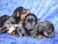 /album/yorkshire-terrier-welpen/folie5-jpg2/