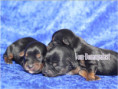 /album/yorkshire-terrier-welpen/folie7-jpg/