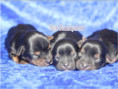 /album/yorkshire-terrier-welpen/folie8-jpg/