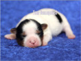 /album/biewer-yorkshire-terrier-rude/folie1-jpg8/