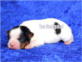 /album/biewer-yorkshire-terrier-rude/folie2-jpg5/