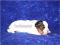 /album/biewer-yorkshire-terrier-rude/folie1-jpg2/