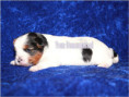 /album/biewer-yorkshire-terrier-rude/folie5-jpg/