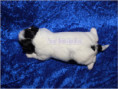 /album/biewer-yorkshire-terrier-rude/folie7-jpg2/