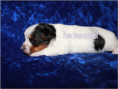 /album/biewer-yorkshire-terrier-rude/folie8-jpg2/