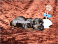 /album/yorkshire-terrier-rude-v1-frei/folie1-jpg5/