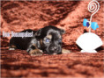 /album/yorkshire-terrier-rude-v1-frei/folie2-jpg4/