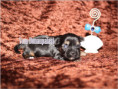 /album/yorkshire-terrier-rude-v1-frei/folie3-jpg9/
