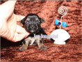 /album/yorkshire-terrier-rude-v1-frei/folie4-jpg5/
