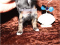/album/yorkshire-terrier-rude-v1-frei/folie6-jpg4/