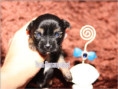 /album/yorkshire-terrier-rude-v1-frei/folie7-jpg3/