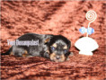 /album/yorkshire-terrier-rude-v2-frei/folie1-jpg8/