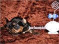 /album/yorkshire-terrier-rude-v2-frei/folie2-jpg5/