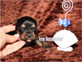 /album/yorkshire-terrier-rude-v2-frei/folie3-jpg11/