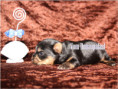 /album/yorkshire-terrier-rude-v2-frei/folie4-jpg6/