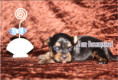 /album/yorkshire-terrier-rude-v2-frei/folie5-jpg6/