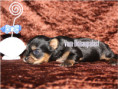 /album/yorkshire-terrier-rude-v2-frei/folie6-jpg5/