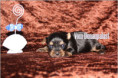/album/yorkshire-terrier-rude-v2-frei/folie7-jpg4/