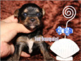 /album/yorkshire-terrier-rude-v2-frei/folie8-jpg3/