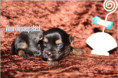 /album/yorkshire-terrier-rude-v3-frei/folie1-jpg9/