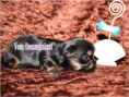 /album/yorkshire-terrier-rude-v3-frei/folie2-jpg6/