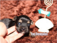 /album/yorkshire-terrier-rude-v3-frei/folie3-jpg16/