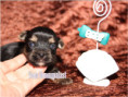 /album/yorkshire-terrier-rude-v3-frei/folie5-jpg8/